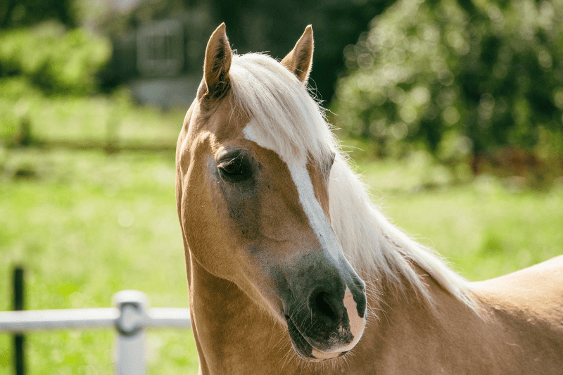על סוסים קשב וריכוז - רכיבה טיפולית הוכחה כסיוע היעיל ביותר לבעלי הלקויות השונות